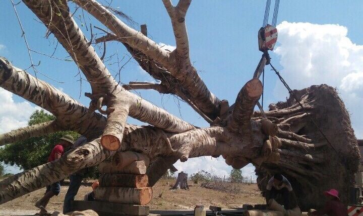 Vận chuyển cây xanh Phú Yên – Hà Nội